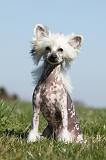 CHIEN NU CHINOIS 134